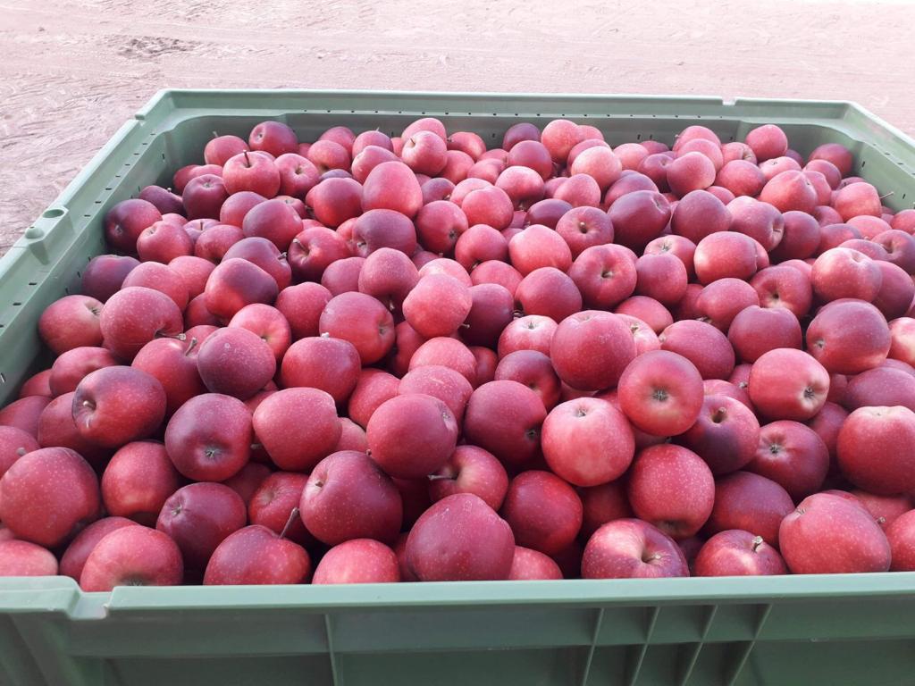 Jabuka Top Plant - Slika 4