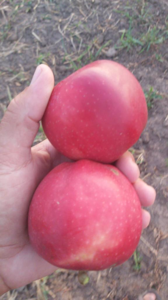 Jabuka Top Plant - Slika 6